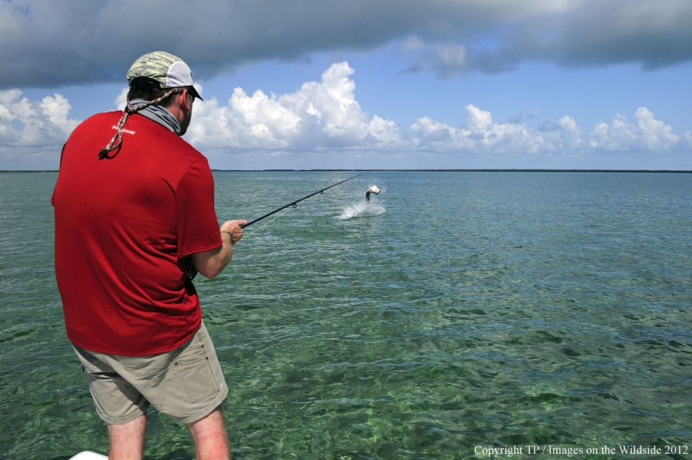 Flyfisherman with Tarpon. 