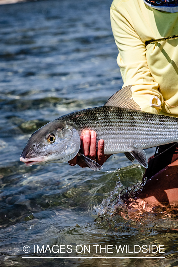 Flyfishing woman with bonefish.