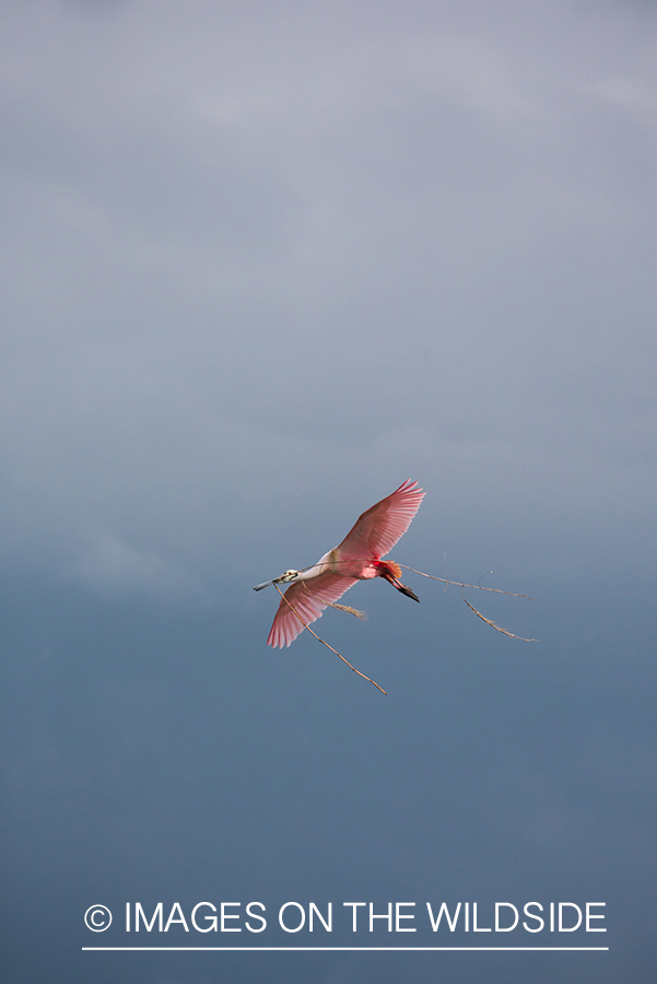 Roseate spoonbill in flight.