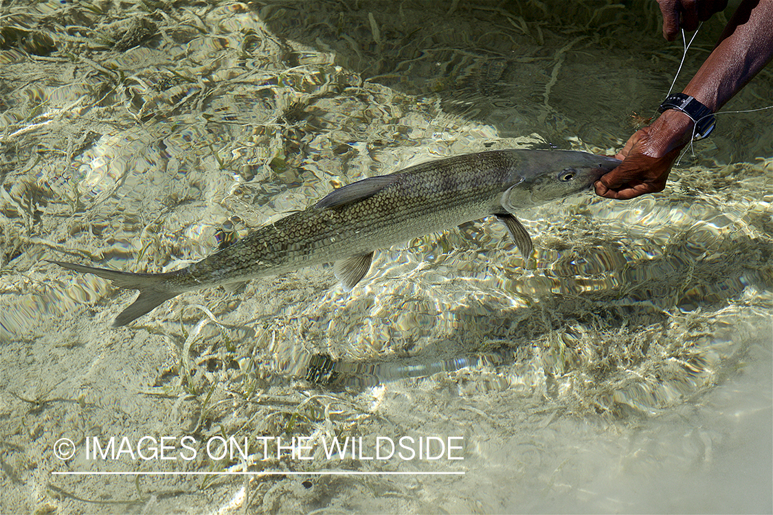 Fisherman with bonefish.