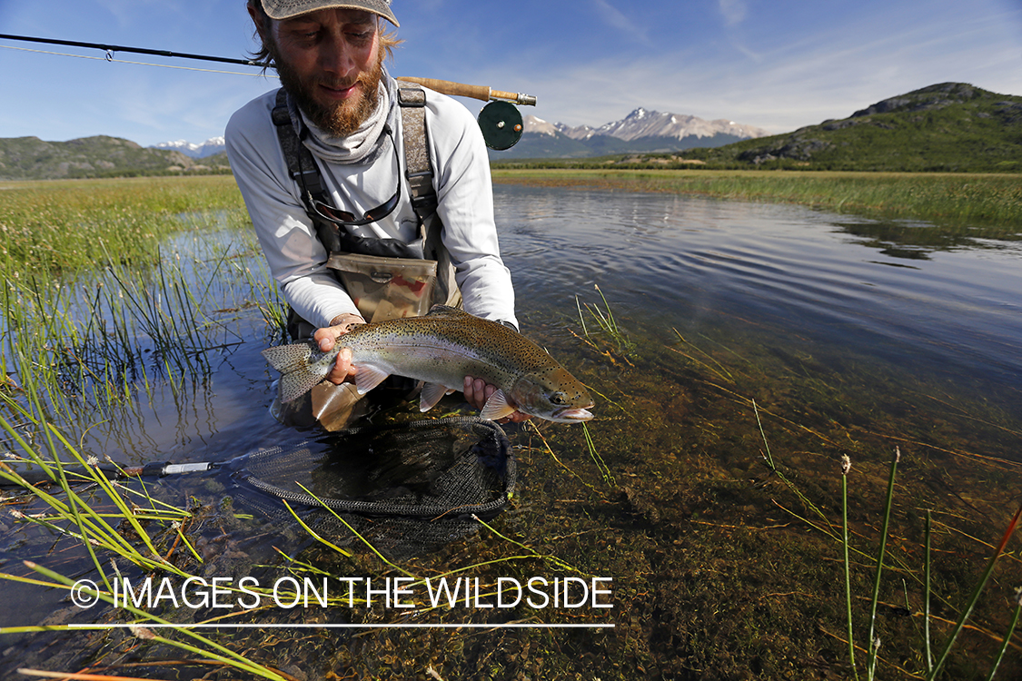 Flyfisherman releasing rainbow trout.