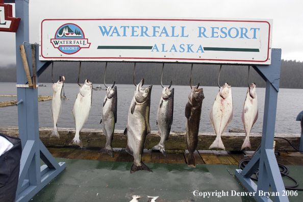 Halibut and salmon catch on hooks.  (Alaska/Canada)