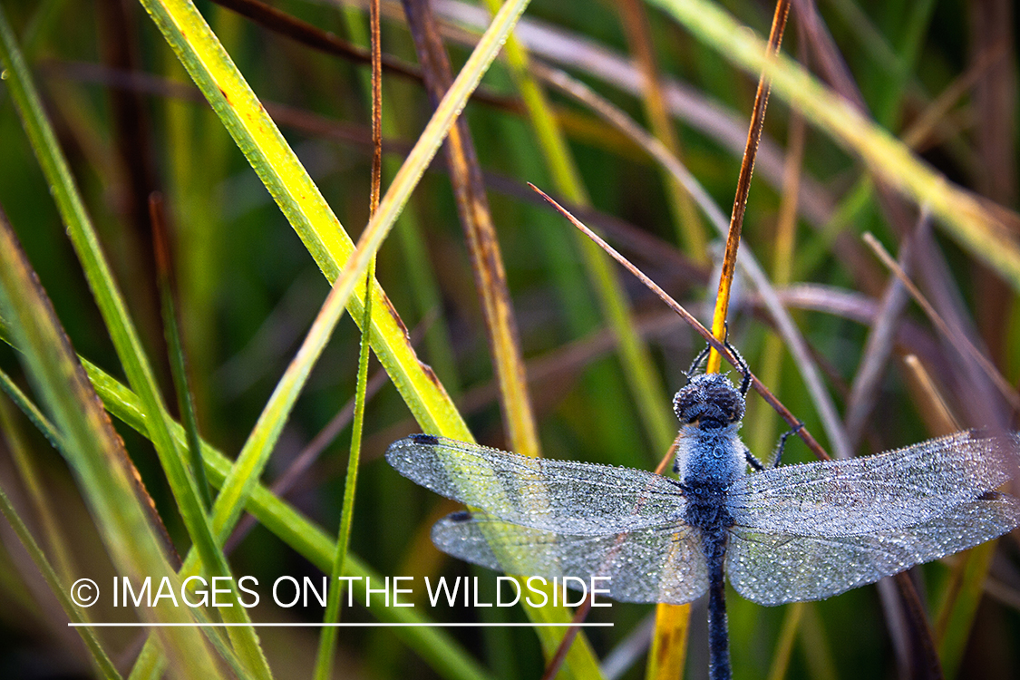 Frost covered dragonfly. 