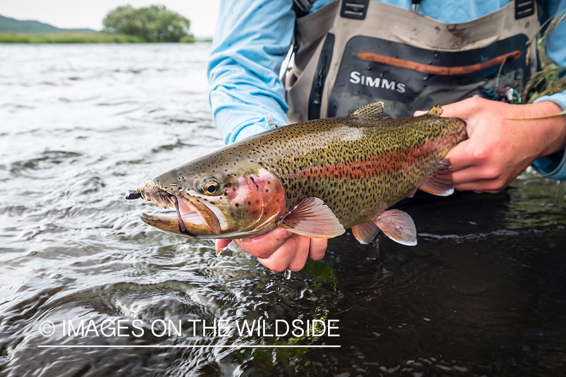 Rainbow trout caught with mouse pattern fly in Kamchatka Peninsula, Russia.