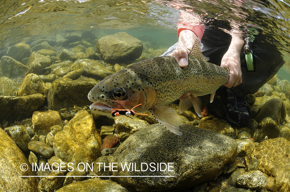 Rainbow trout.