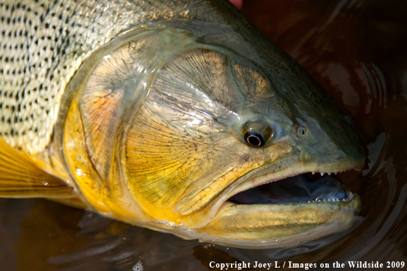 Golden Dorado fish species