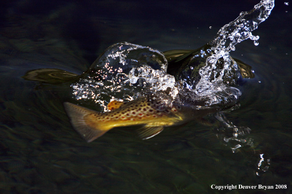 Brown Trout underwater