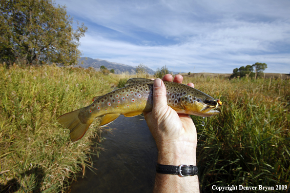 Brown trout species