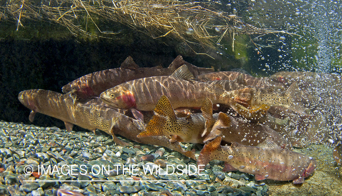 Cutthroat Trout. 