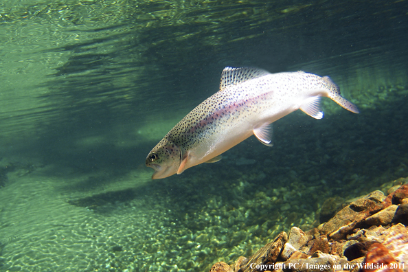 Rainbow trout, Pasayten Wilderness, WA. 