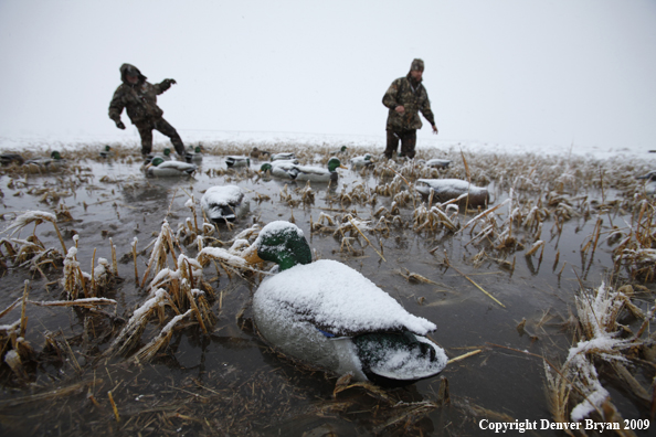 Waterfowl hunters with duck decoys.