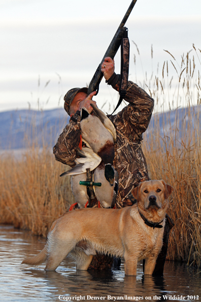 Duck hunter with bagged mallards and yellow labrador retriever. 