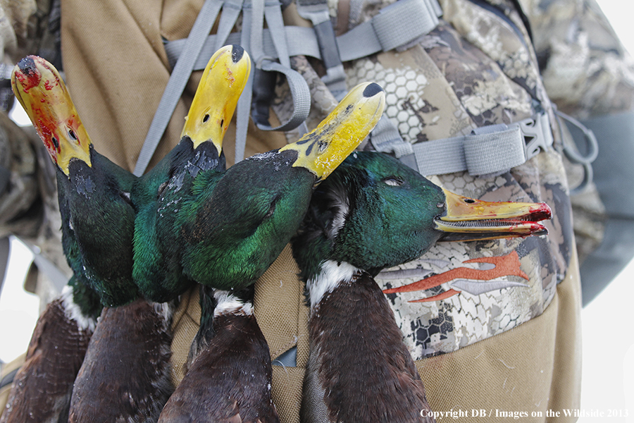 Waterfowl hunter with downed waterfowl.