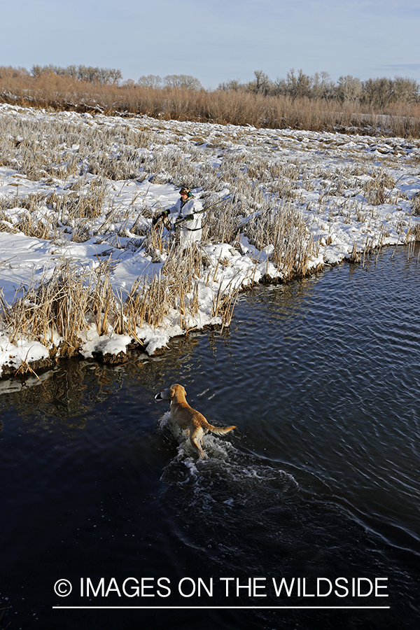 Yellow labrador retrieving downed waterfowl.