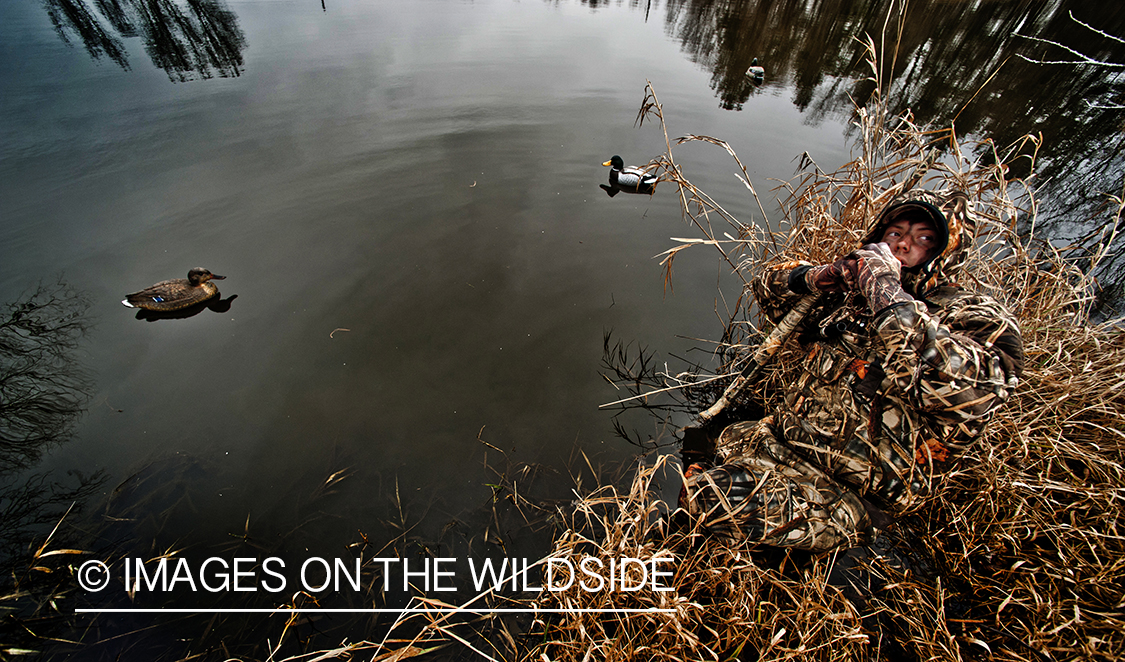 Waterfowl hunter duck calling in wetlands.