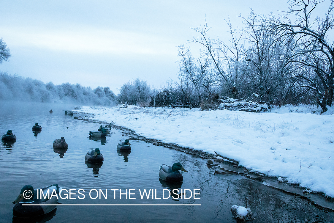 Mallard duck decoys.