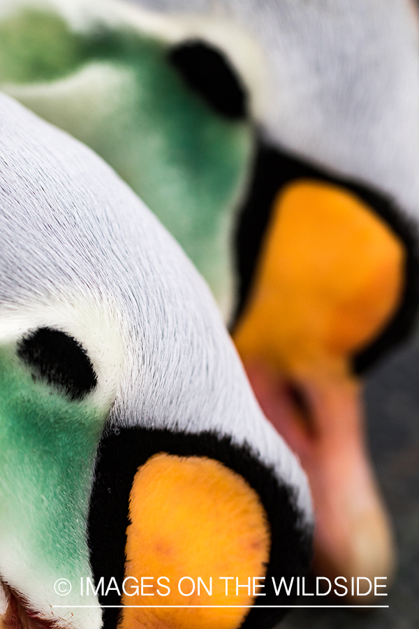 King Eider and Long-tailed duck hunting in Alaska, King Eider close-up.