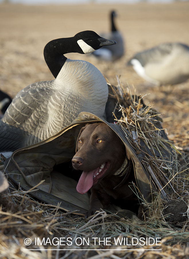 Chocolate lab in field with decoys.