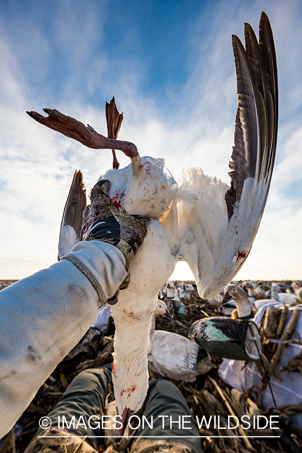 Hunter with bagged goose.