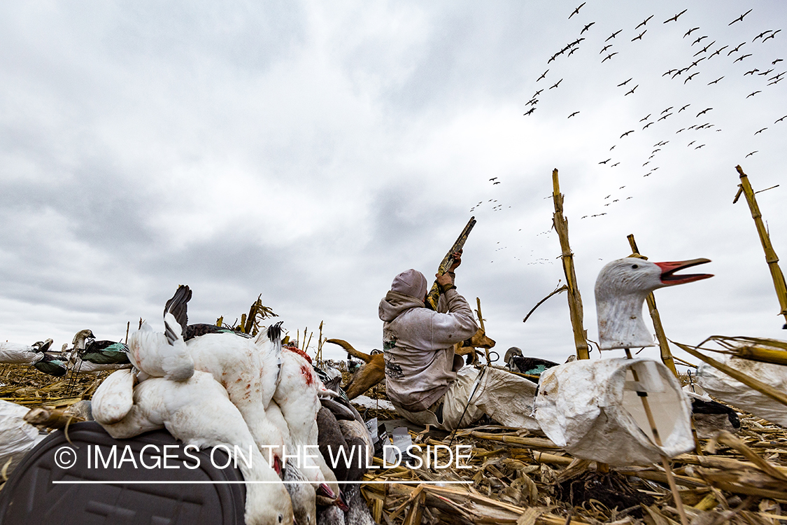 Hunters shooting geese.
