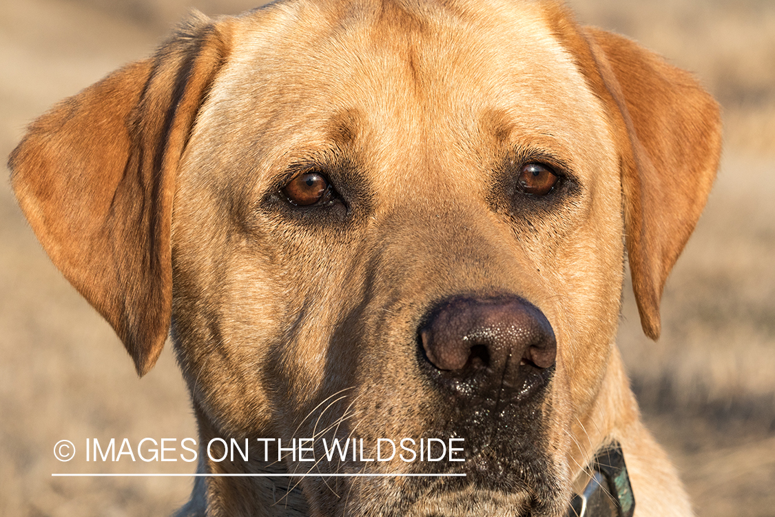 Yellow lab in field. 