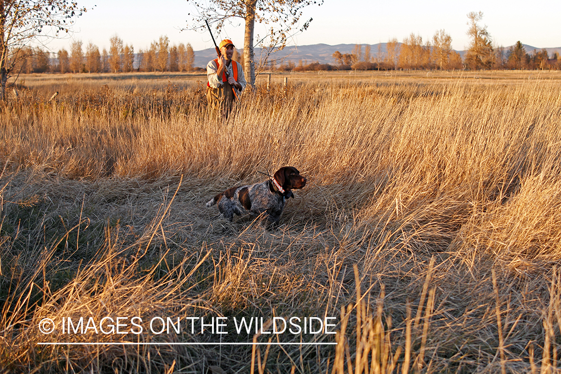 Upland game bird hunter in field with Griffon Pointer.