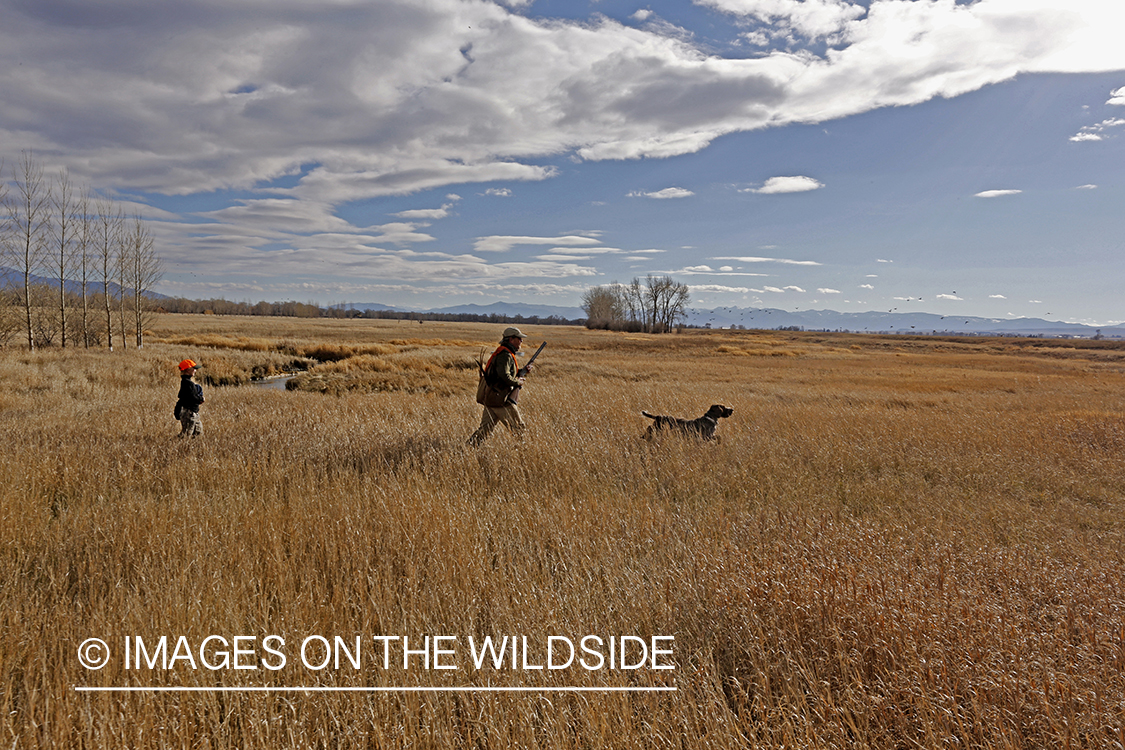 Father and son pheasant hunting. 