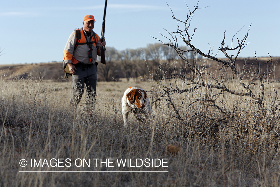 Mearns quail hunting with Brittany Spaniel.