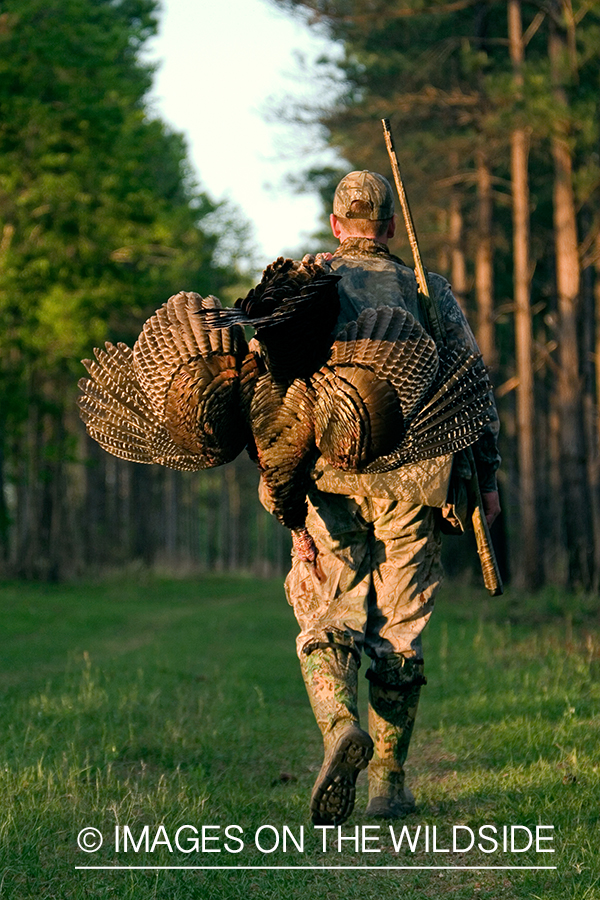 Turkey hunter in field with bagged bird