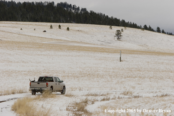 Field dressed bull elk and mule deer in back of truck.