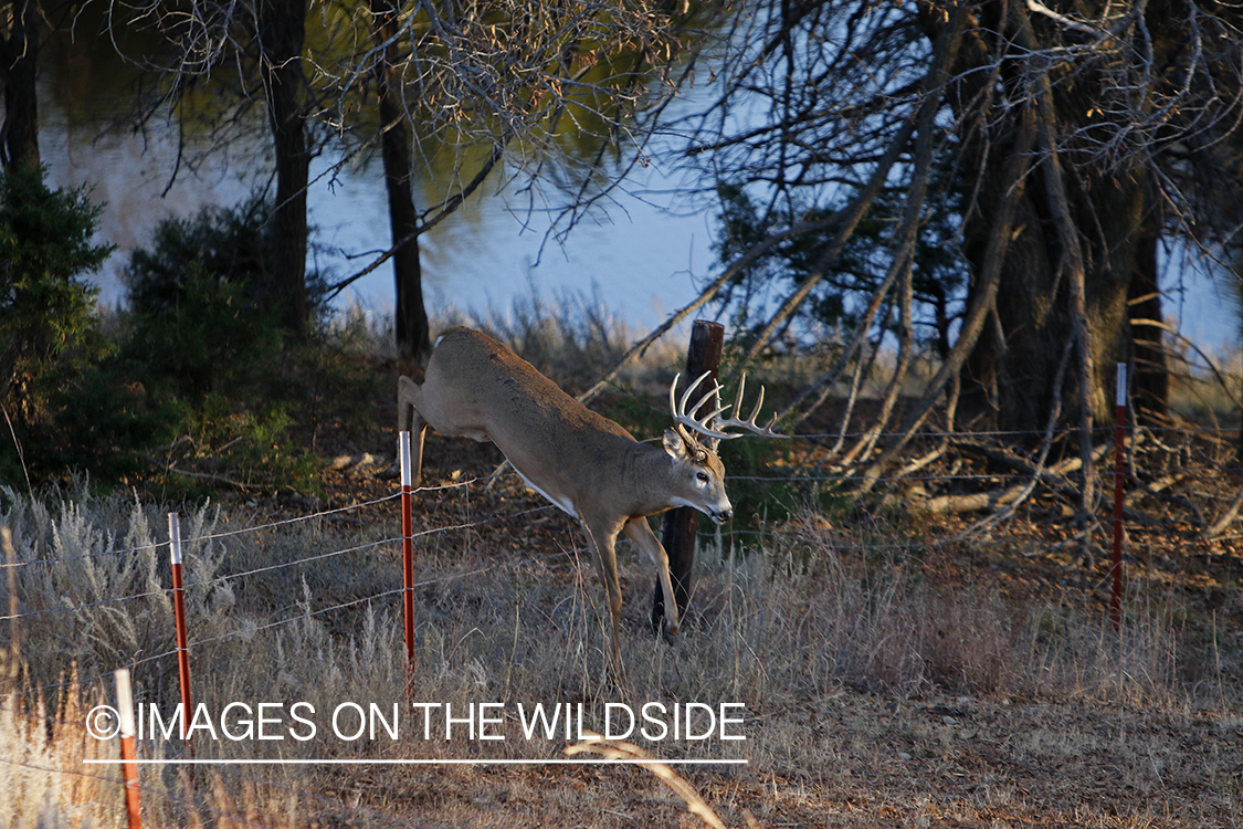 White-tailed buck jumping fence.