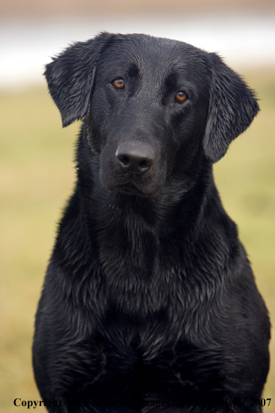 Black Labrador Retriever