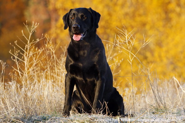 Black Labrador Retriever in field