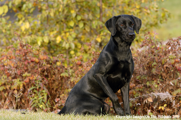 Black Labrador Retriever