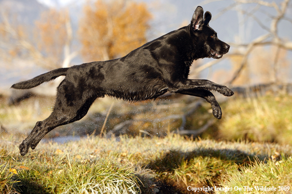 Black Labrador Retriever