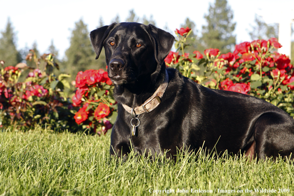 Black Labrador Retriever in yard