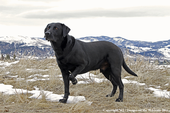 Black Labrador Retriever in winter. 