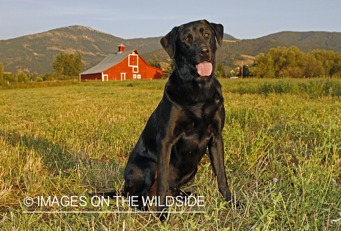 Black Labrador Retriever