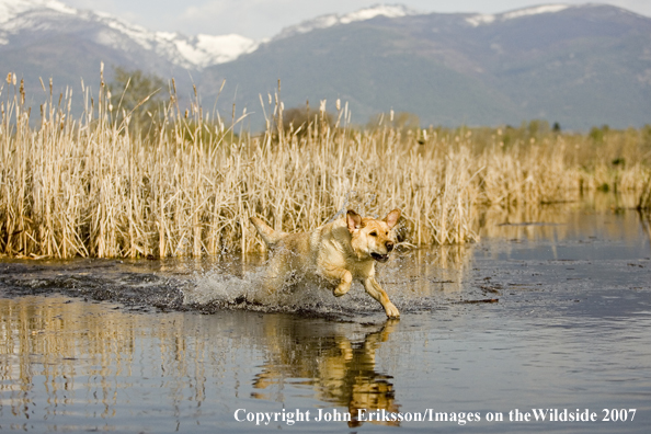 Yellow Labrador Retriever