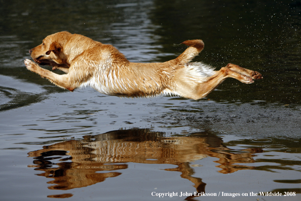 Yellow Labrador Retriever in field