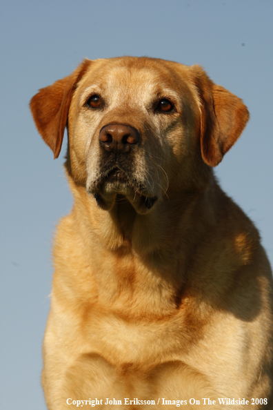 Yellow Labrador Retriever