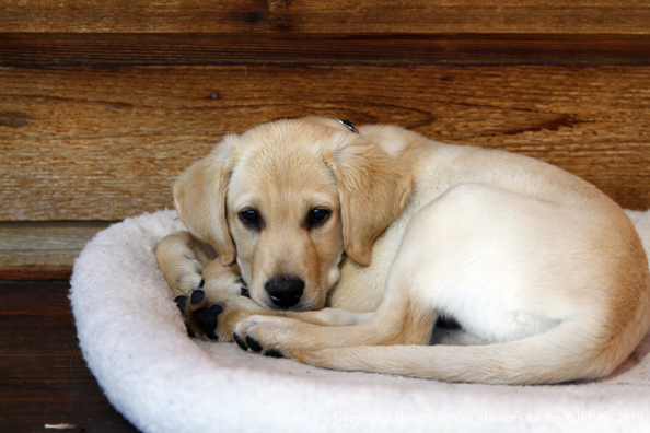 Yellow Labrador Retriever Puppy on bed