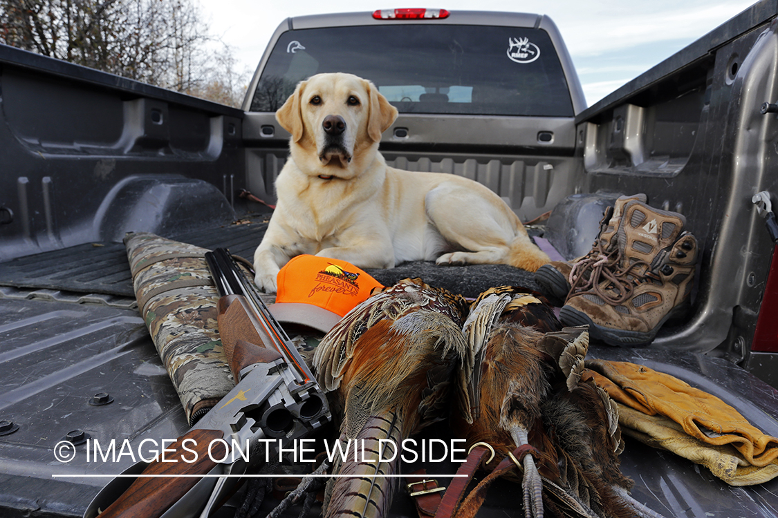 Yellow lab with bagged pheasant in back of pick-up.