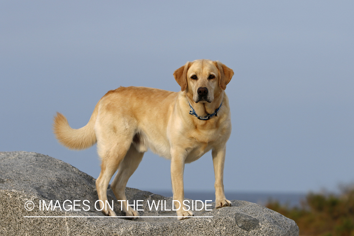 Yellow lab exploring beach.