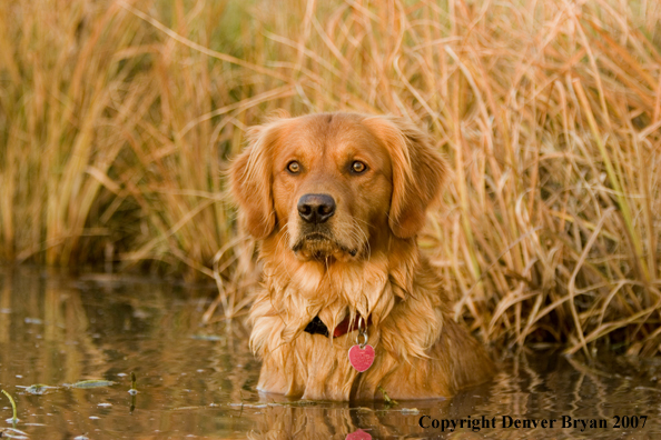 Golden Retriever in pond.