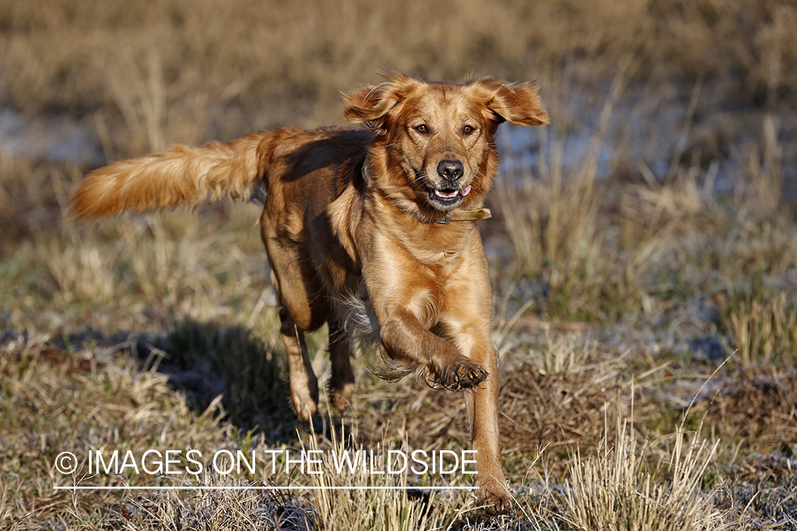 Golden Retriever running by pond.