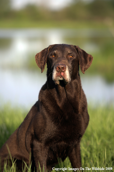 Chocolate Labrador Retriever in field