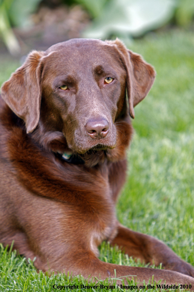 Chocolate Labrador Retriever