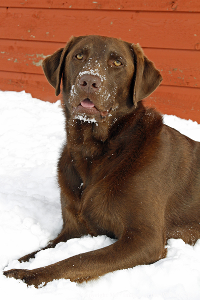 Chocolate Labrador Retriever