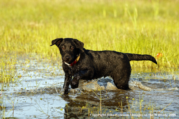 Black Labrador Retriever pup